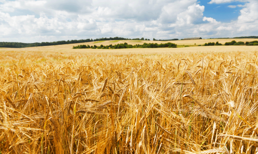 China reinstates CBH and Emerald Grain barley imports
