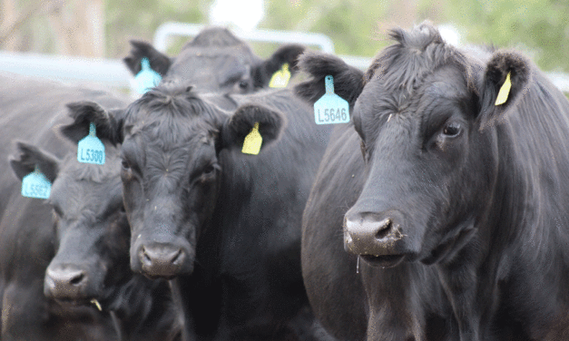 Blockchain technology facilitates traceability for Australian beef exports