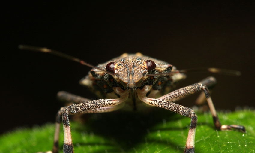 Stink bug season ends without a biosecurity breach