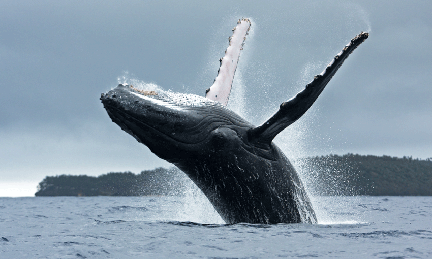 ICS backs efforts to reduce whale strikes