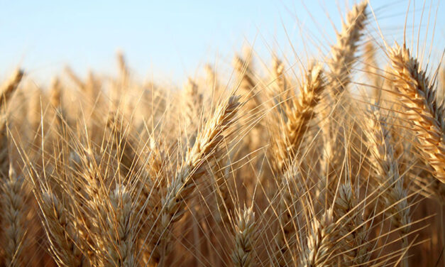 Recovery fund urged to mitigate barley tariff impacts (with video)