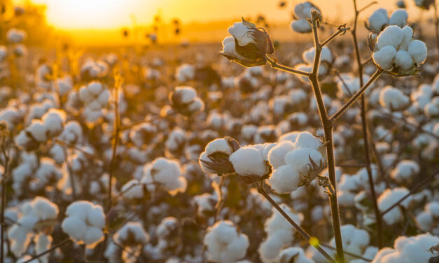 Australian cotton affected by China spat