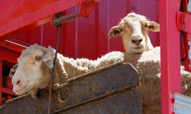 Live export company’s livestock licence to be re-instated