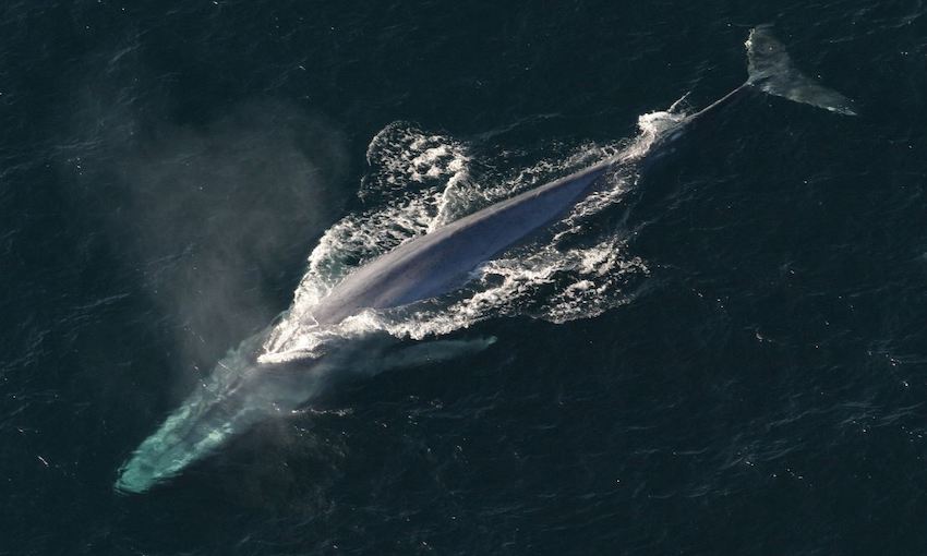 Satellite tracking supports blue whale survival