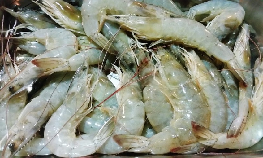 Independent review for imported prawn biosecurity risks