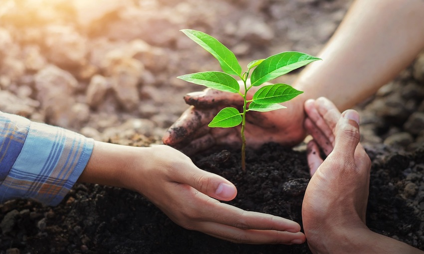 CMA CGM’s reforestration project hits New Zealand