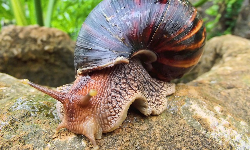 Stopping Giant Snail risks at the border