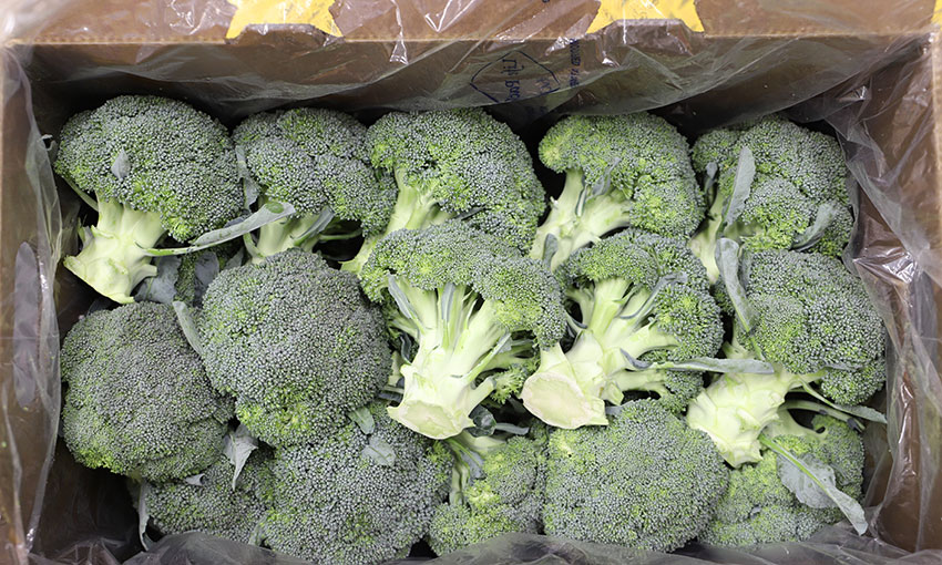 Air freight to sea freight: QLD looking at ways to export vegetables