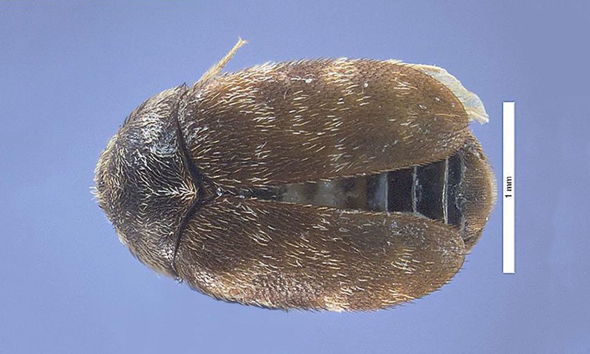 Khapra beetle pest risk analysis commences