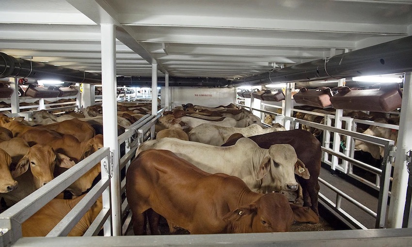 Improving network connectivity for livestock vessels