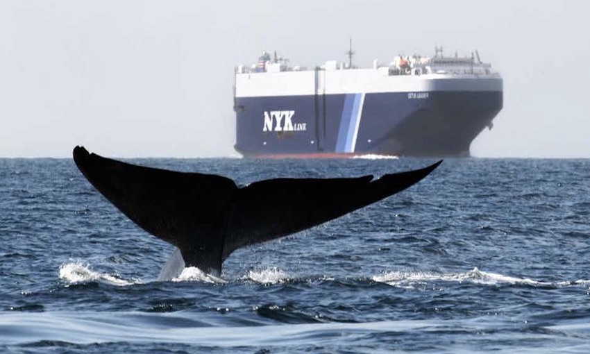 The new Friend of the Sea whale-safe ecolabel