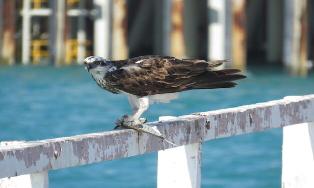 Osprey family moves into Port of Broome wharf infrastructure