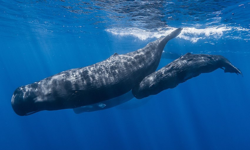 MSC re-routes ships in the Mediterranean to protect endangered whales