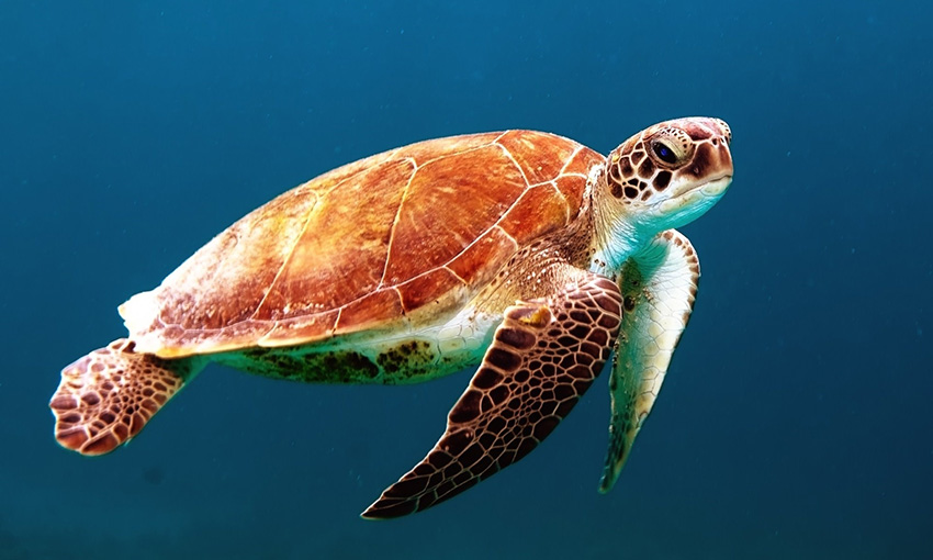 Shipping line launches the Turtle Preservation Project