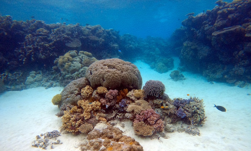 ANL expands Great Barrier Reef recovery program with new coral nursery