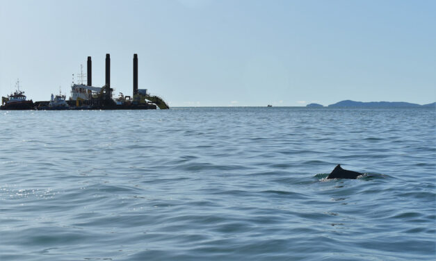 Townsville dolphins protected from port channel upgrade
