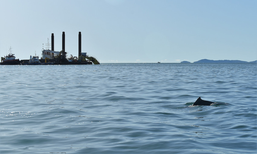 Townsville dolphins protected from port channel upgrade