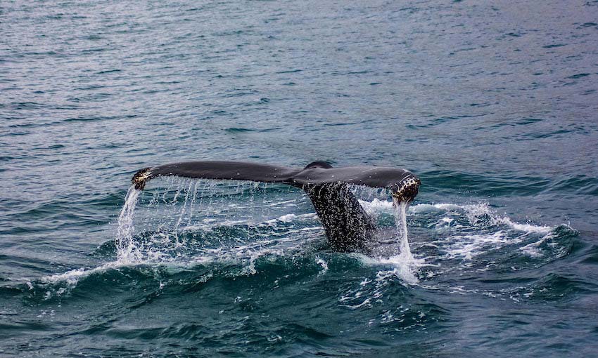 Ships rerouted off Sri Lanka to avoid whale strikes