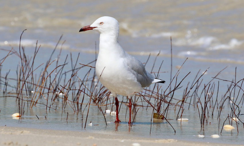 TasPorts ramps up effort to bring local seagull populations under control