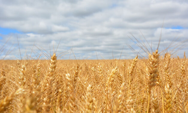 Big harvest leads to big bulk grain exports