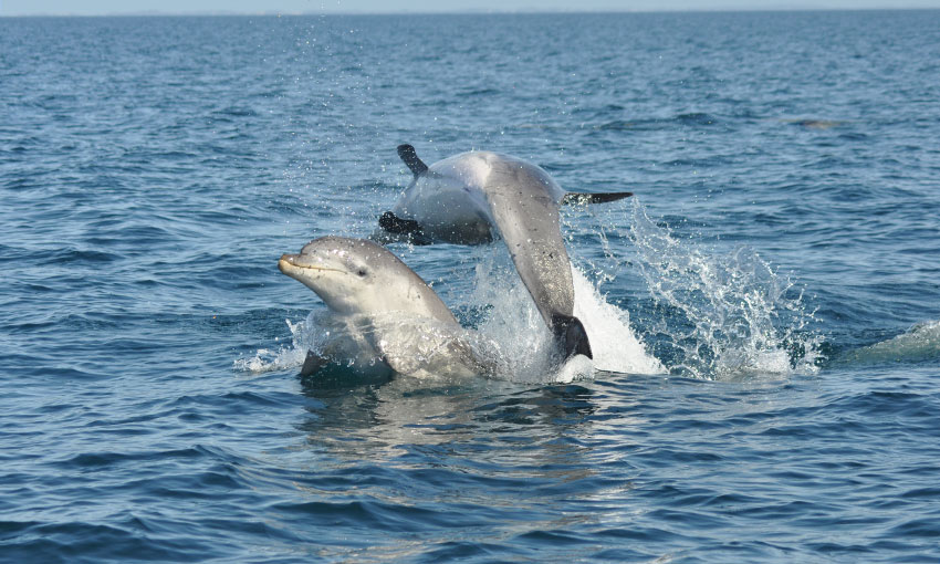 GeelongPort helps research endangered dolphins