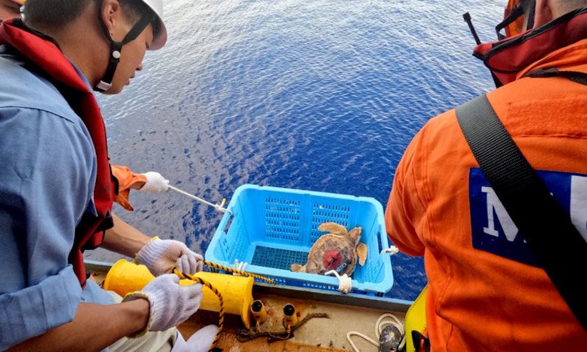 Ro-ro ship transports turtles for migration research
