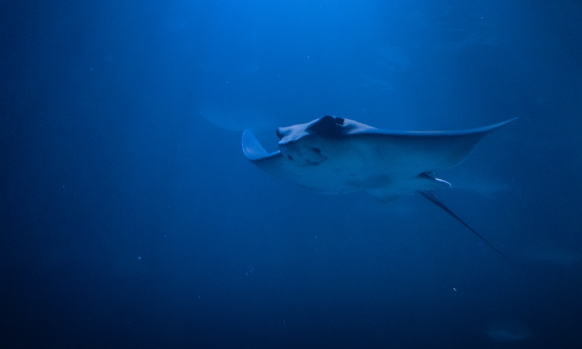 NQBP funds manta ray research in Great Barrier Reef