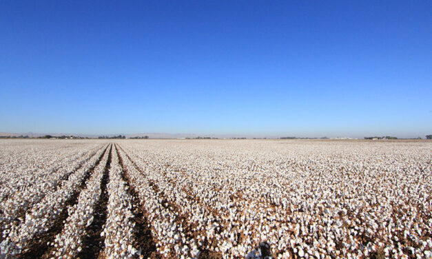 Grant to boost cotton exports