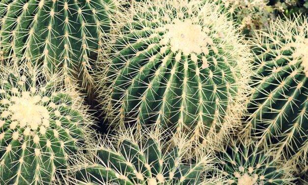 Long hand of the law catches up with three cactus smugglers
