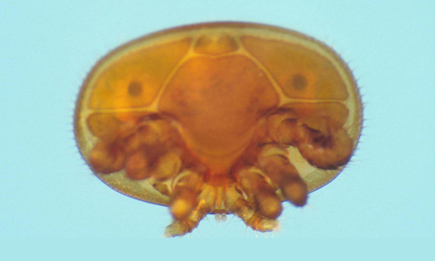 Varroa mite found at Port of Brisbane